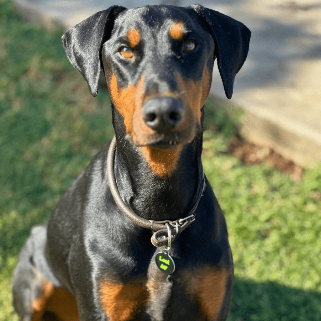 QR ID Pet Tag - Lost AF - Pawsology