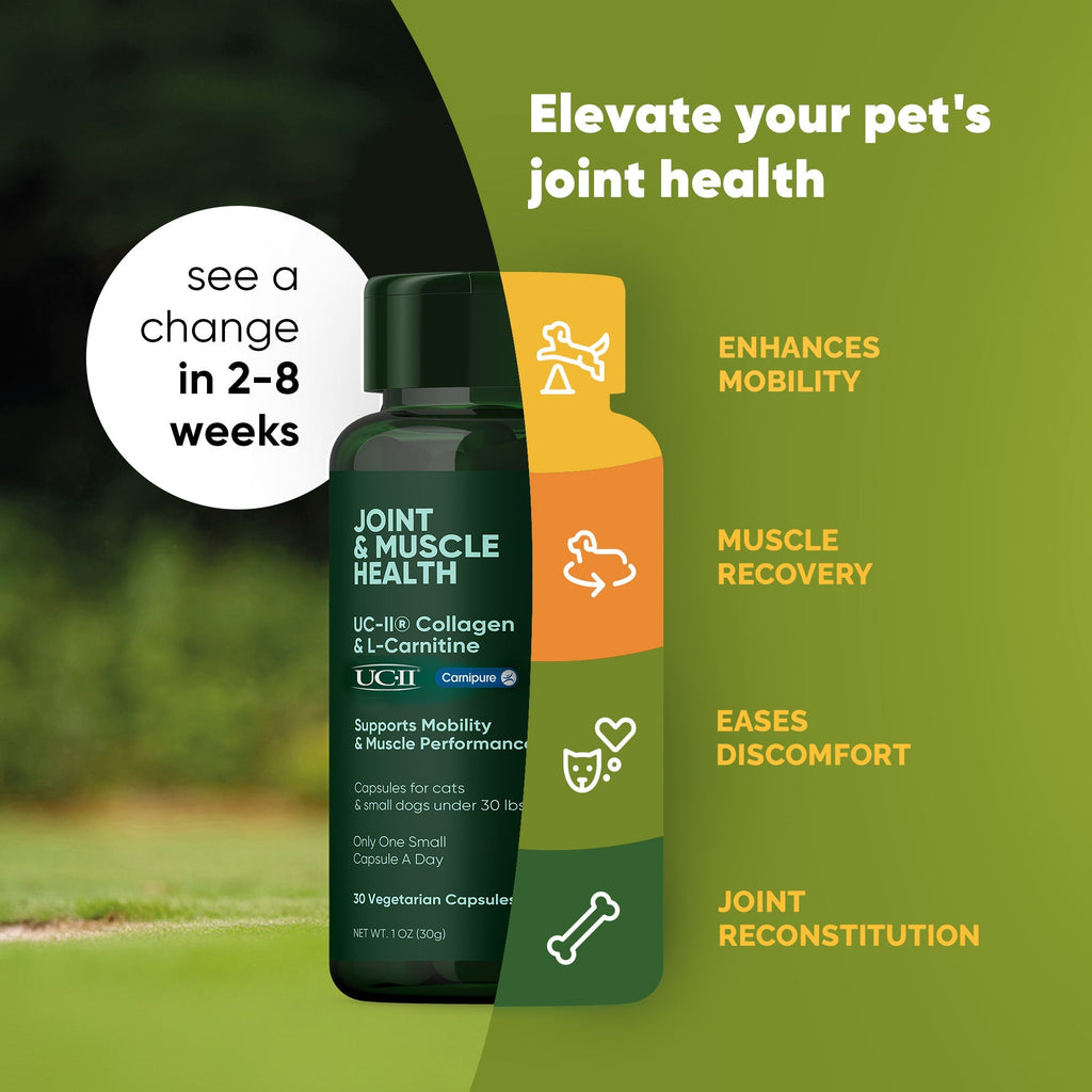 Joint & Muscle Health (Medium & Large Dogs) - Pawsology