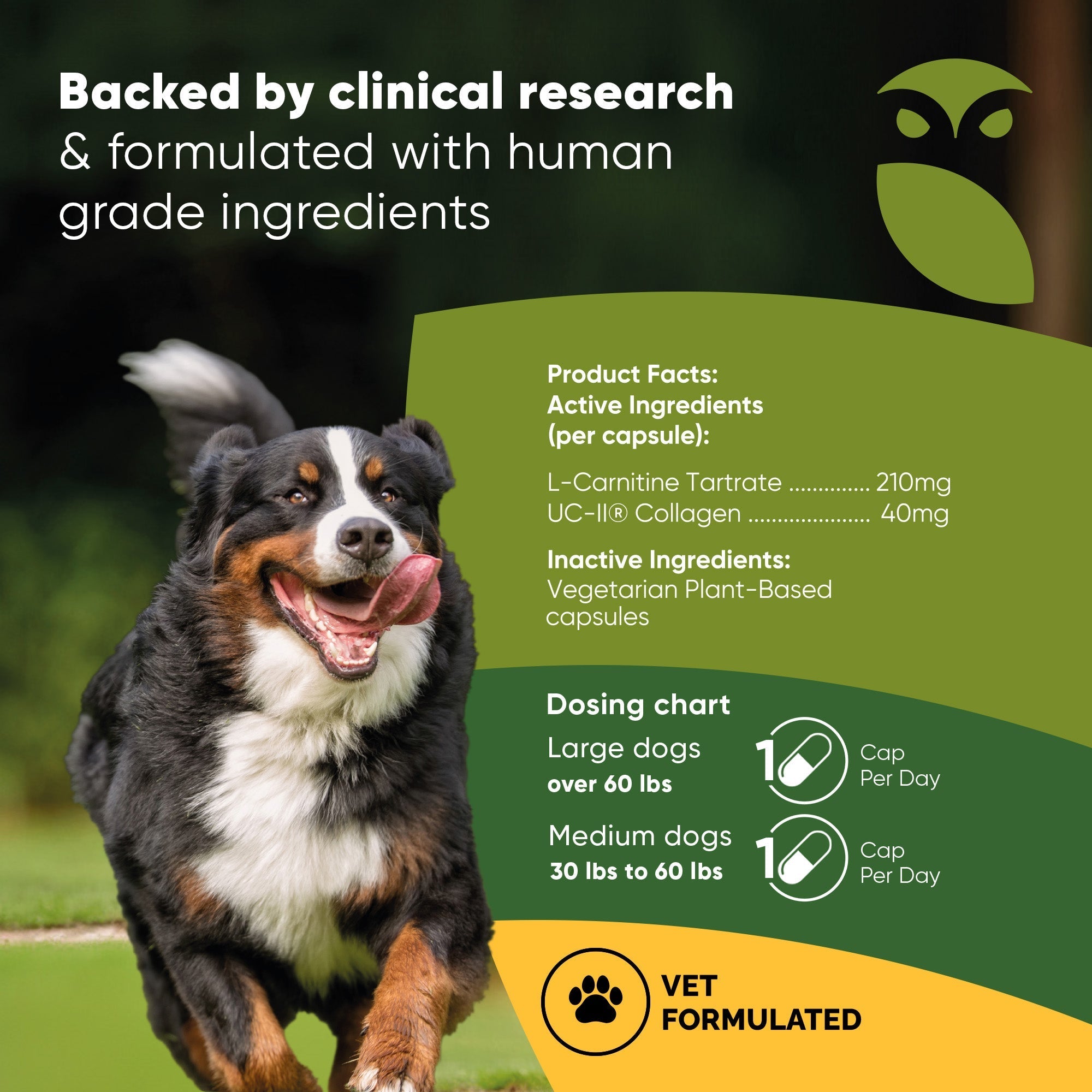 Joint & Muscle Health (Medium & Large Dogs) - Pawsology