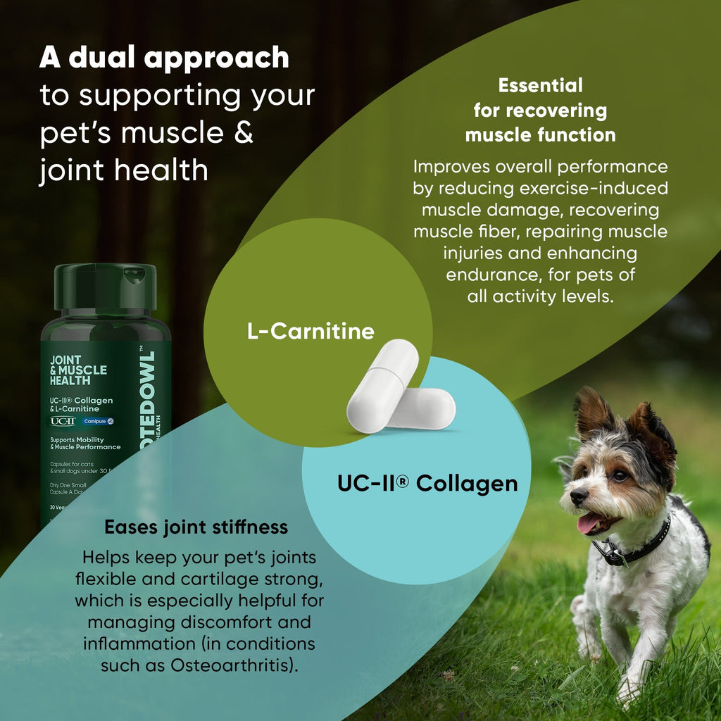 Joint & Muscle Health (Medium & Large Dogs) - Pawsology