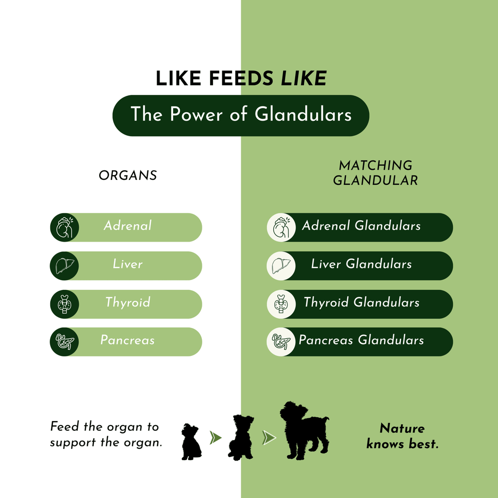 Holistic Total Body Support — Daily Multivitamin & Pasture - Raised Glandular Blend for Dogs & Cats - Pawsology
